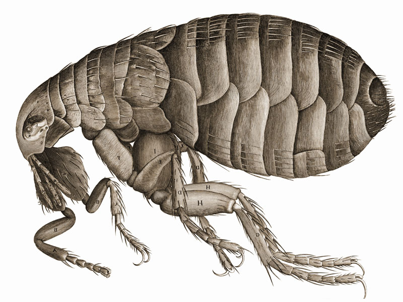 fleas control image